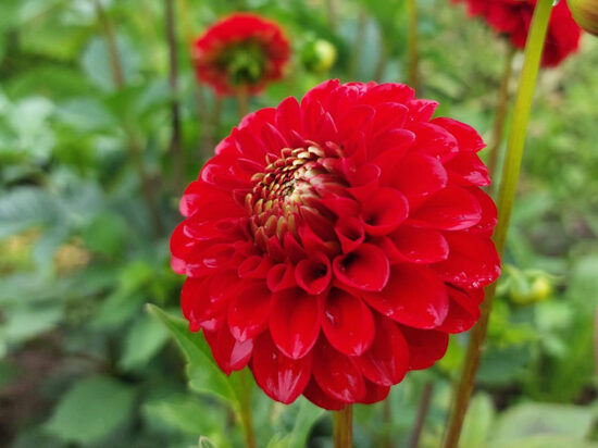 Dālija 'Buratino'